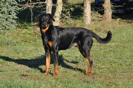 domainedelalicorne.fr Elevage de beauceron chiot beauceron pure race élevage du clos de la licorne elevage des gardiens de la licorne elevage beauceron noir et feu authentique gros gabarits élevage de Beauceron familial sérieux et qualité domainedelalicorne.fr suivi des chiots conseil d’éducation chiot propre bas rouge santé caractère spécialiste du beauceron noir et feu ou arlequin chien rustique berger de France  nos chiots sont élevés avec amour et attention notre passion au service de la qualité Beauceron de qualité et sportif domaine de la licorne 04380 BARRAS élevage en liberté éleveur berger de beauce élevage de beauceron de travail 